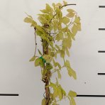 Akébia päťpočetná (Akebia quinata) - výška 170-190 cm, kont. C3L